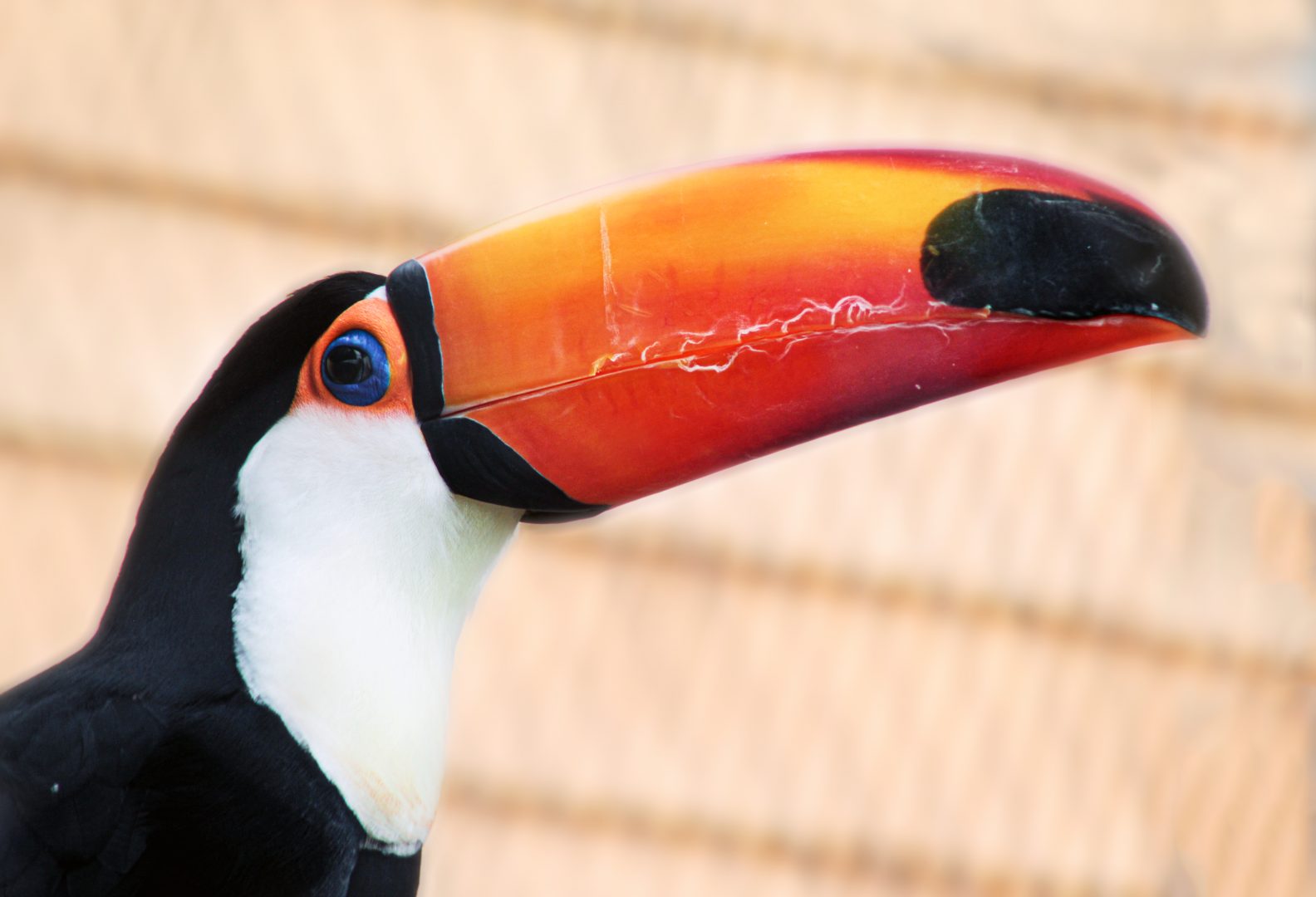 Aug. 2020 - New! Animal Encounters Village - Toco Toucan