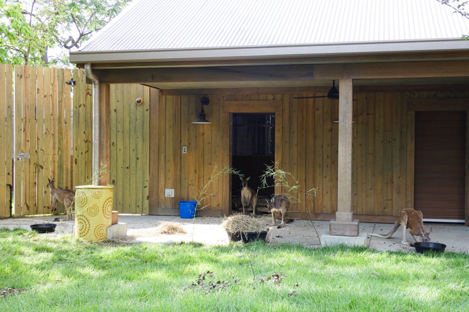 Aug. 2020 - New! Roo Valley - Kangaroo Walk-About (15,000 Sq Ft)