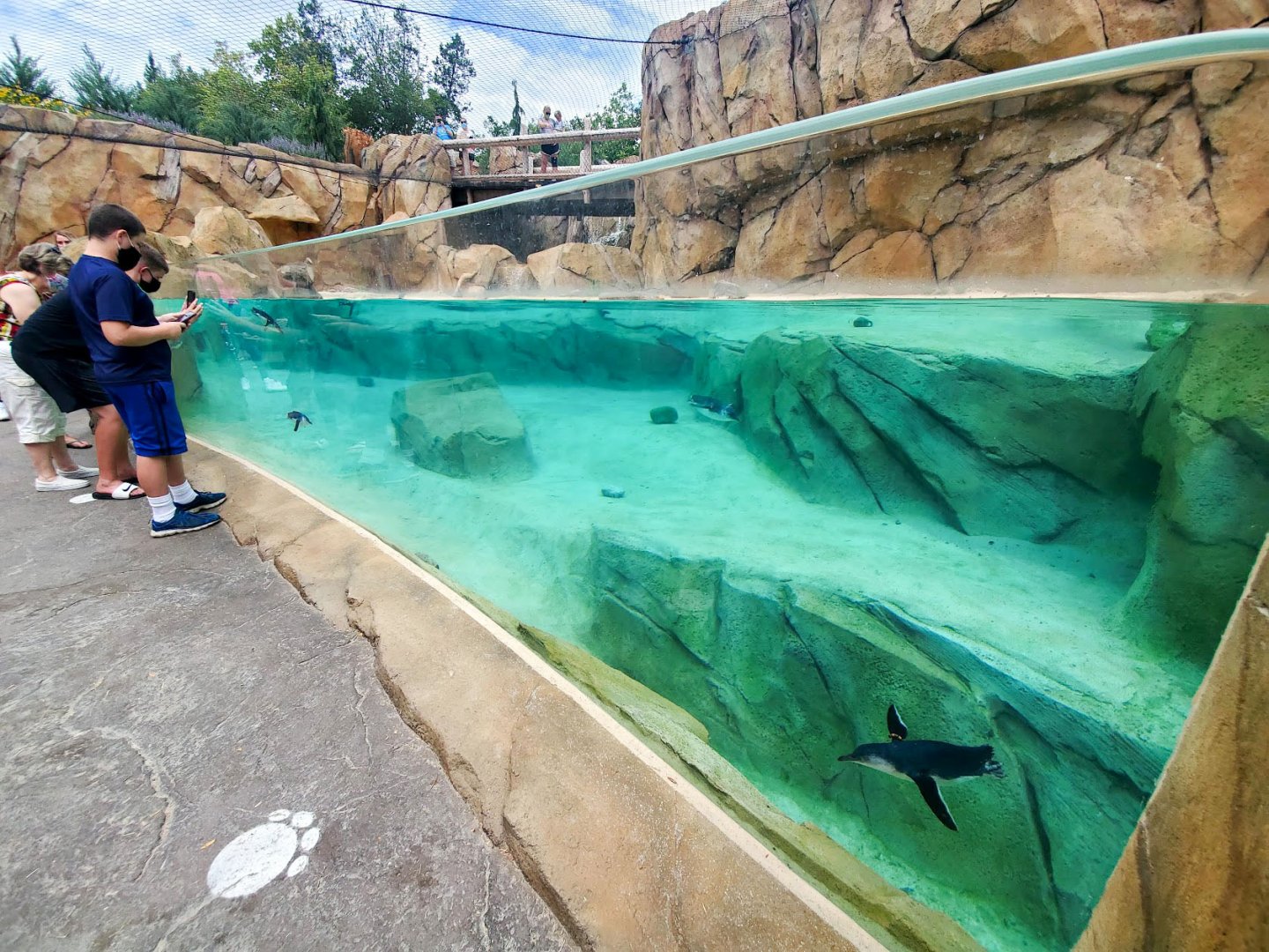 Aug. 2020 - New! Roo Valley - Little Penguin + 3 Others Exhibit