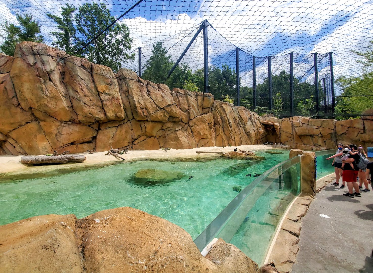 Aug. 2020 - New! Roo Valley - Little Penguin + 3 Others