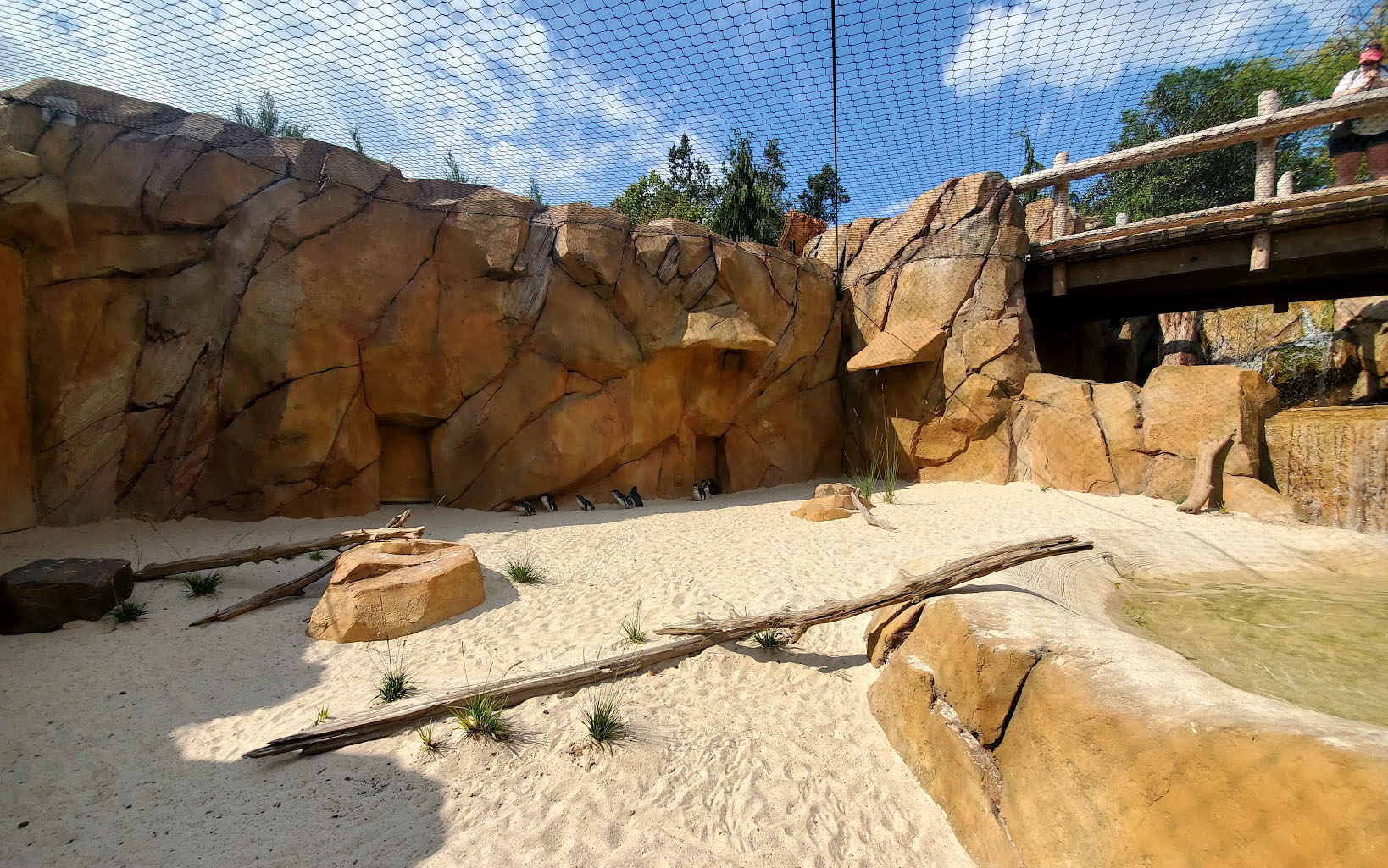 Aug. 2020 - New! Roo Valley - Little Penguin + 3 Others