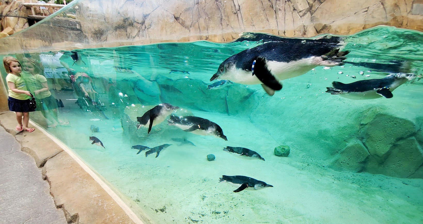 Aug. 2020 - New! Roo Valley - Little Penguins