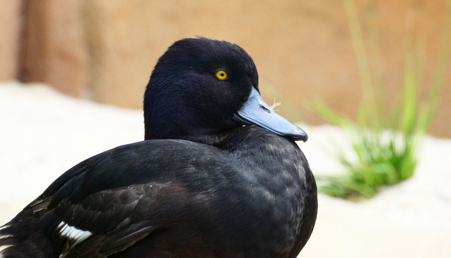 Aug. 2020 - New! Roo Valley - New Zealand Scaup