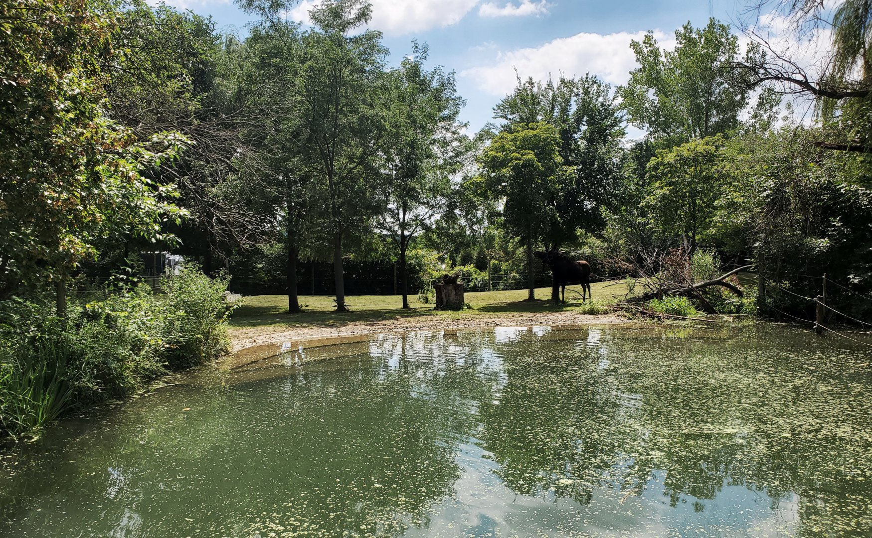 Aug. 2020 - North America - Moose Exhibit