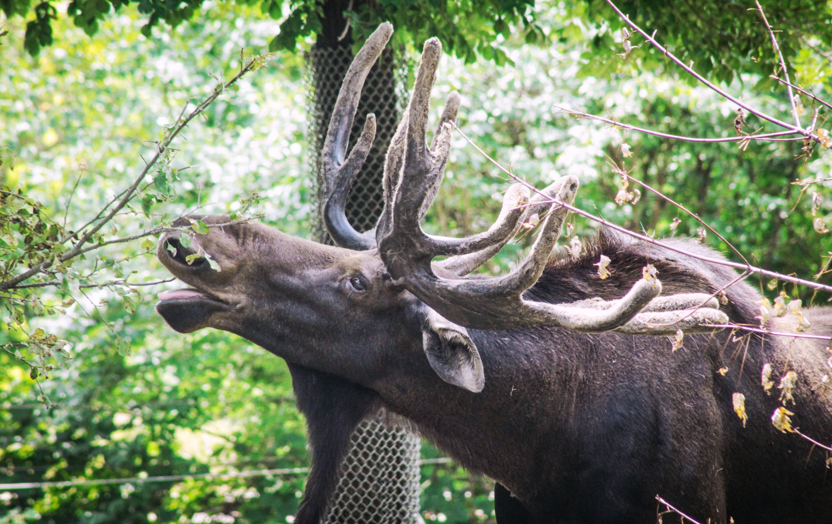 Aug. 2020 - North America - Moose