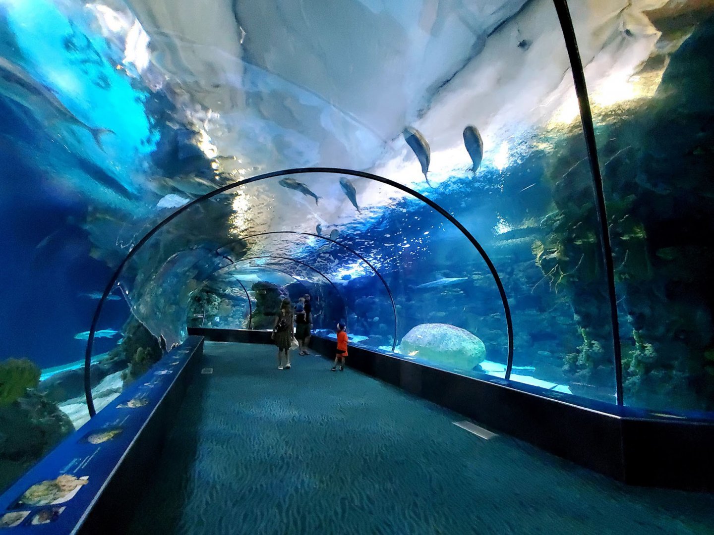 Aug. 2020 - Scott Aquarium - 400,000 Gallon Shark Reef