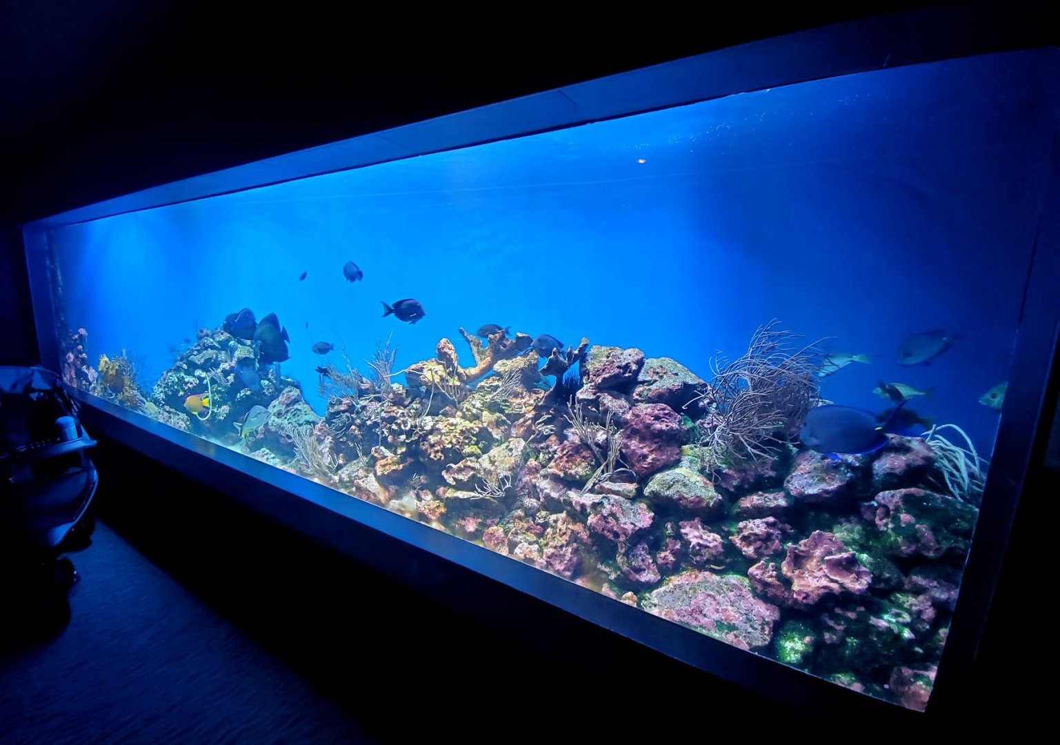 Aug. 2020 - Scott Aquarium - Caribbean Reef