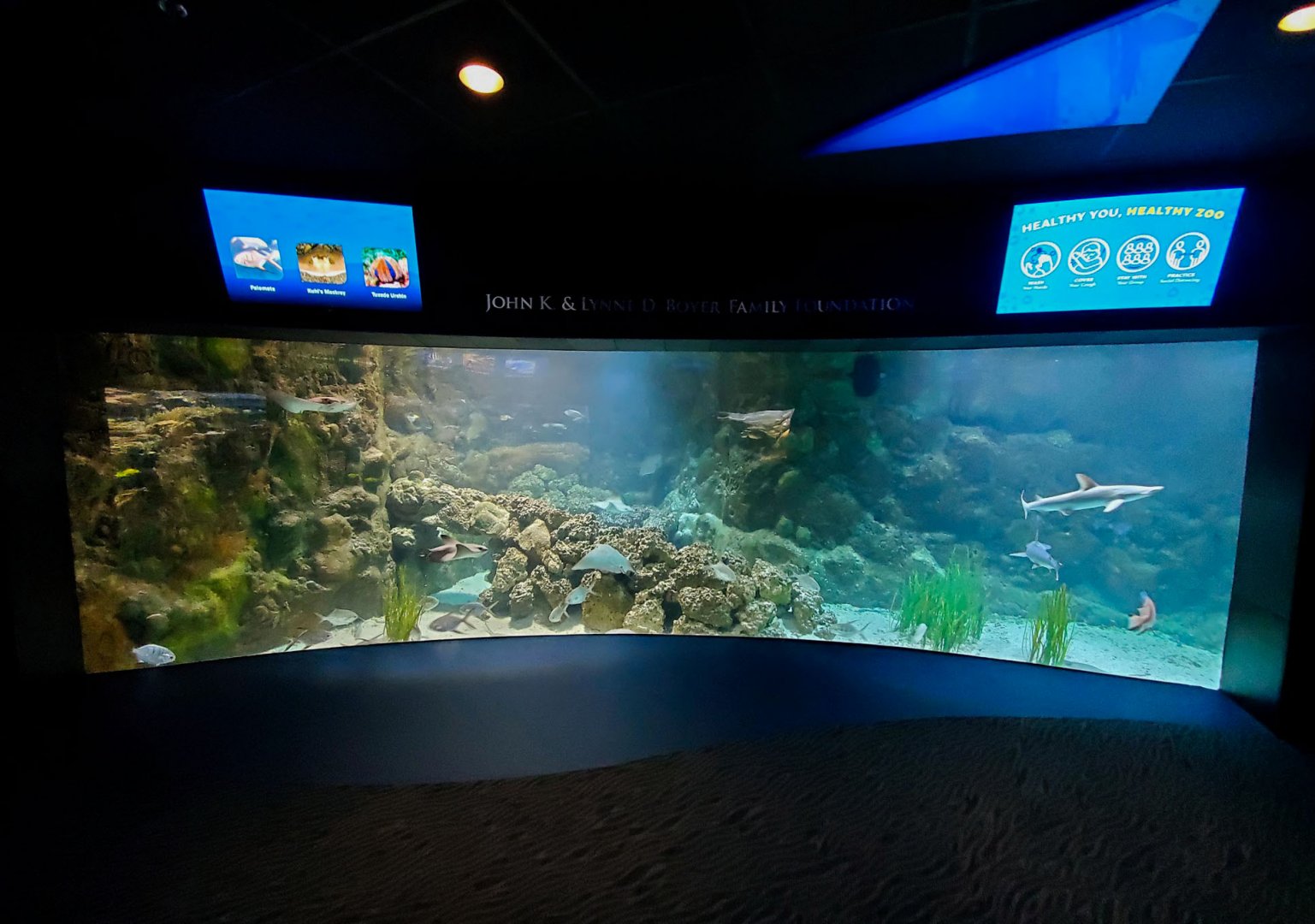 Aug. 2020 - Scott Aquarium - Scuba Reef - Cownose Ray/Bonnethead/Blue-spotted Stingray Tank