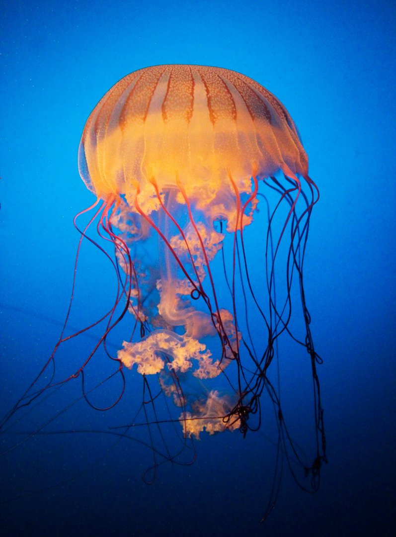 Aug. 2020 - Scott Aquarium - South American Sea Nettle
