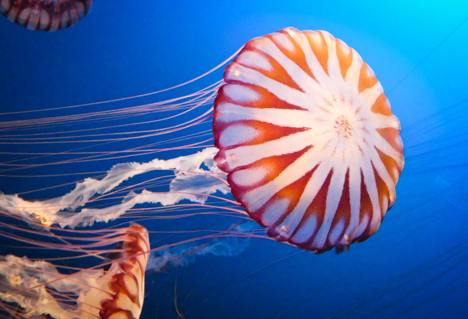 Aug. 2020 - Scott Aquarium - West African Sea Nettle