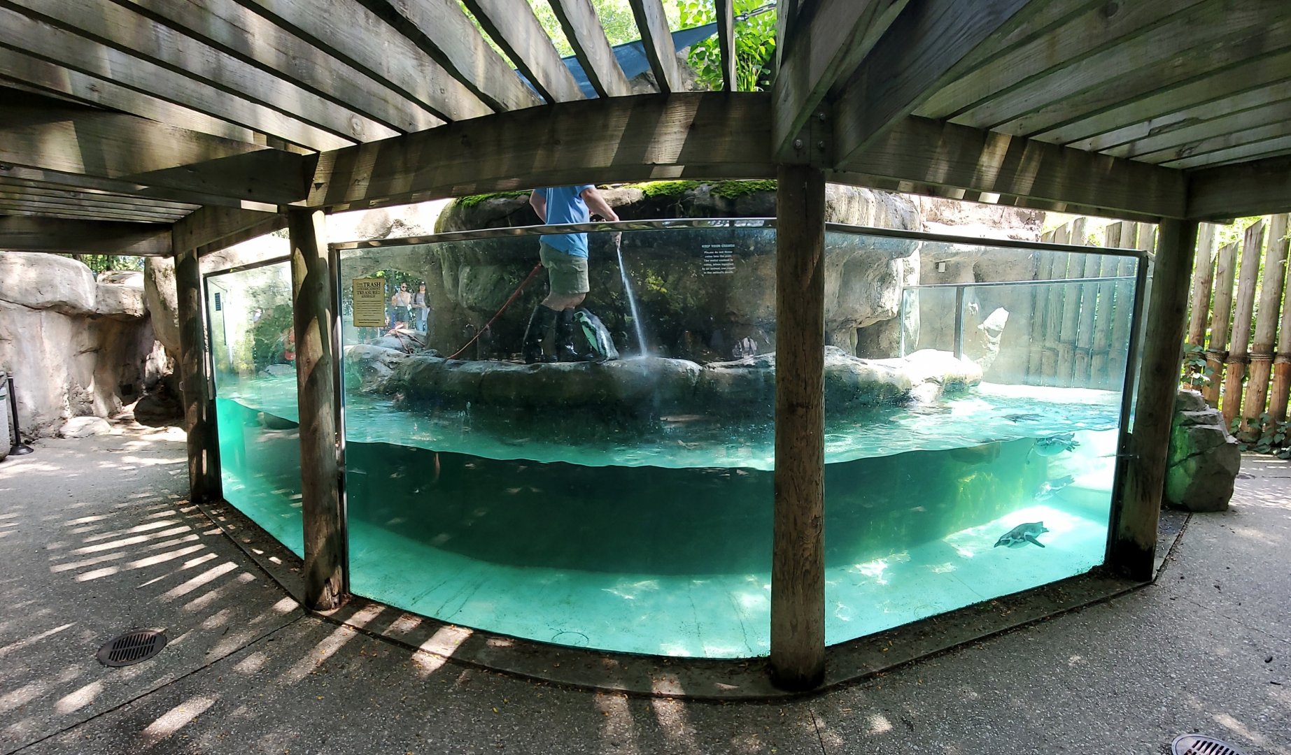 Aug. 2020 - Shores - Humboldt Penguin Exhibit