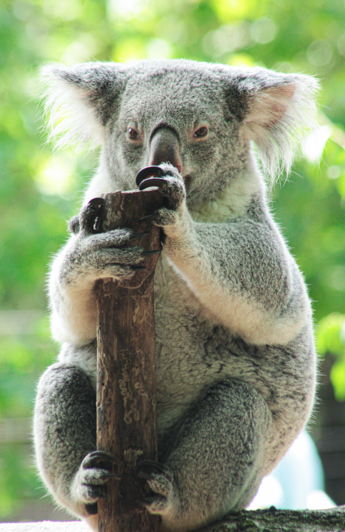 Aug. 2020 - Voyage to Australia & the Islands - Koala