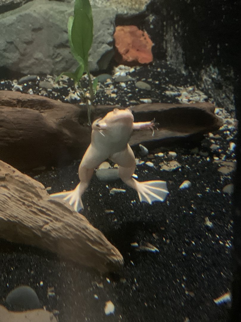 Aug. 2021- Albino African clawed frog
