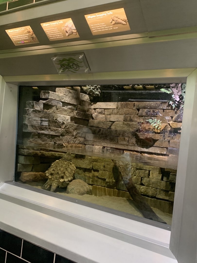 Aug. 2021- Alligator snapping turtle display