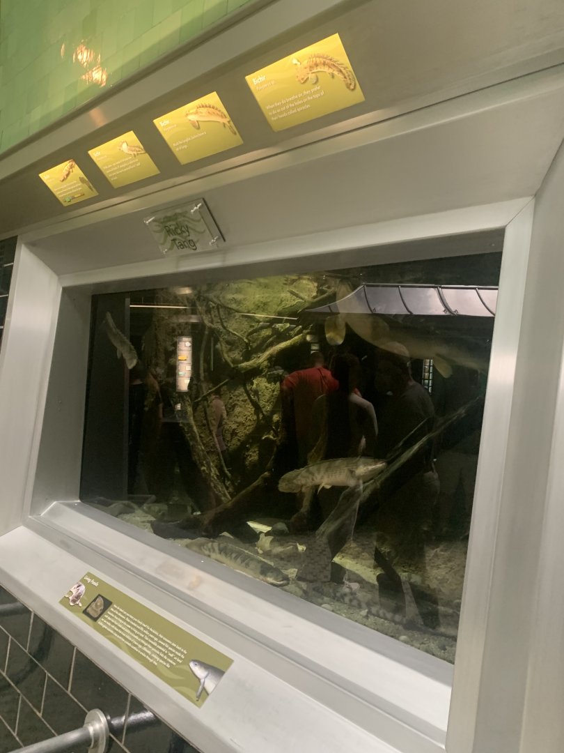 Aug. 2021- Bichir display