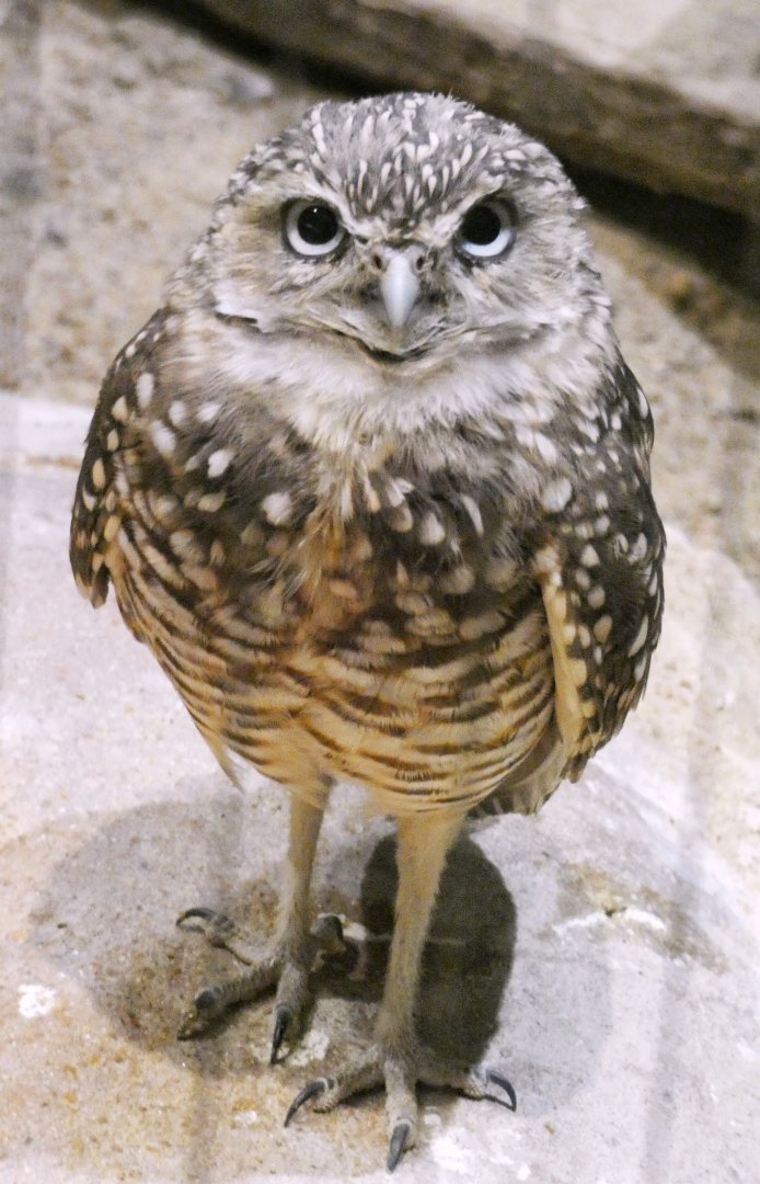 Aug. 2021 - Bird House - Burrowing Owl