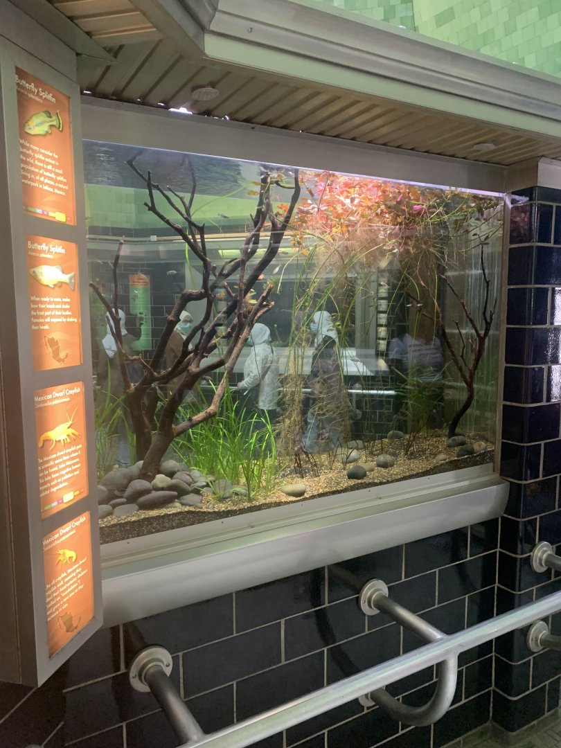 Aug. 2021- Butterfly splitfin and Mexican dwarf crayfish