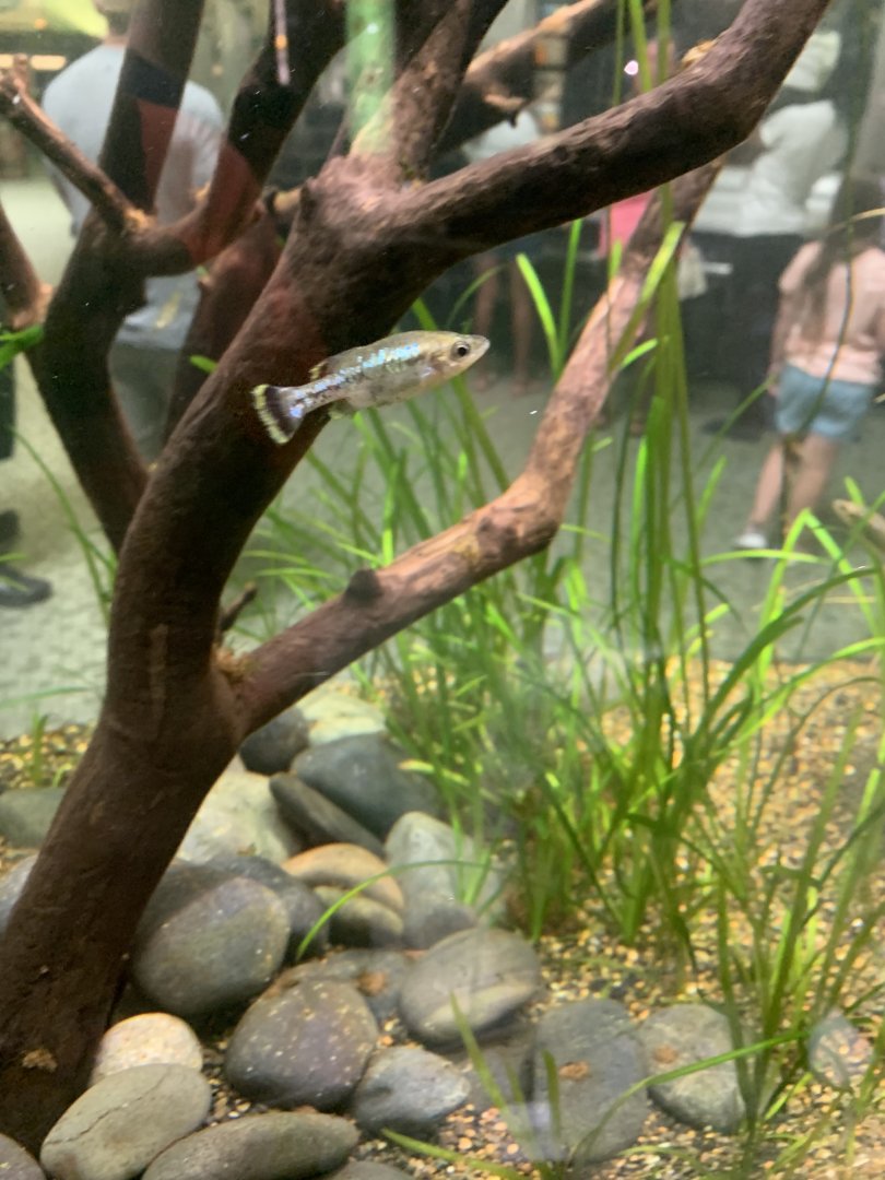 Aug. 2021- Butterfly splitfin