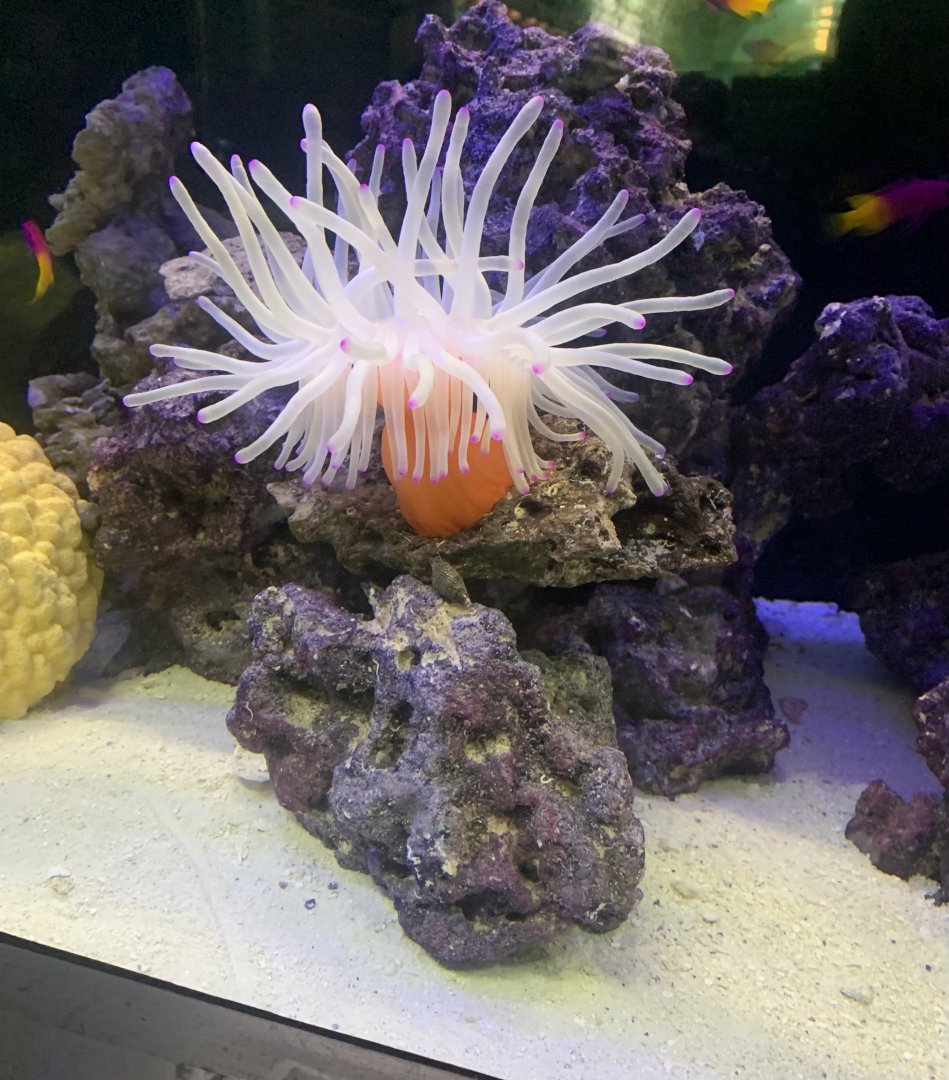 Aug. 2021- Condylactis anemone