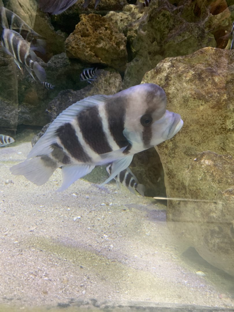 Aug. 2021- Frontosa cichlid