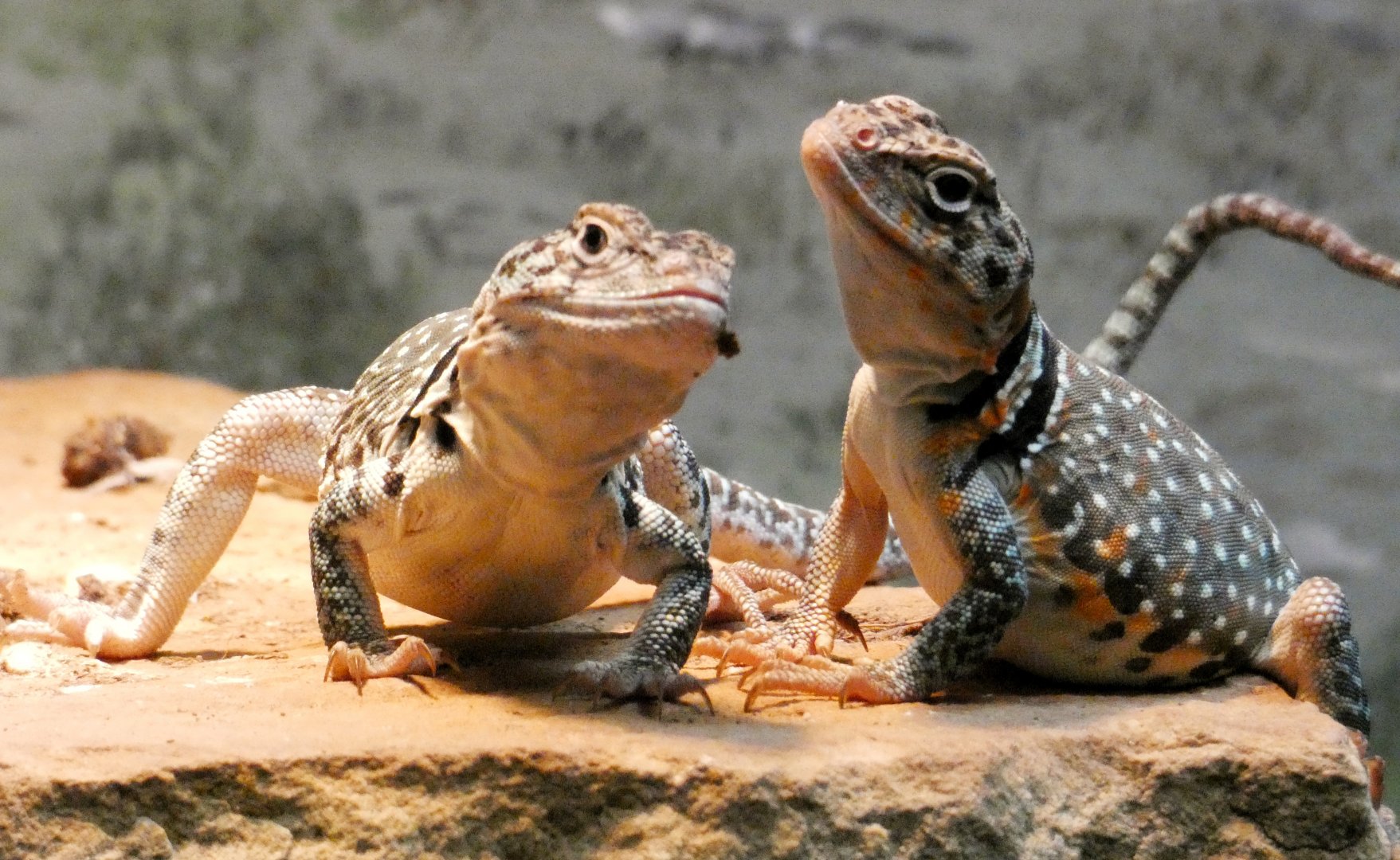 Aug. 2021 - Herpetarium - Eastern Collared Lizards