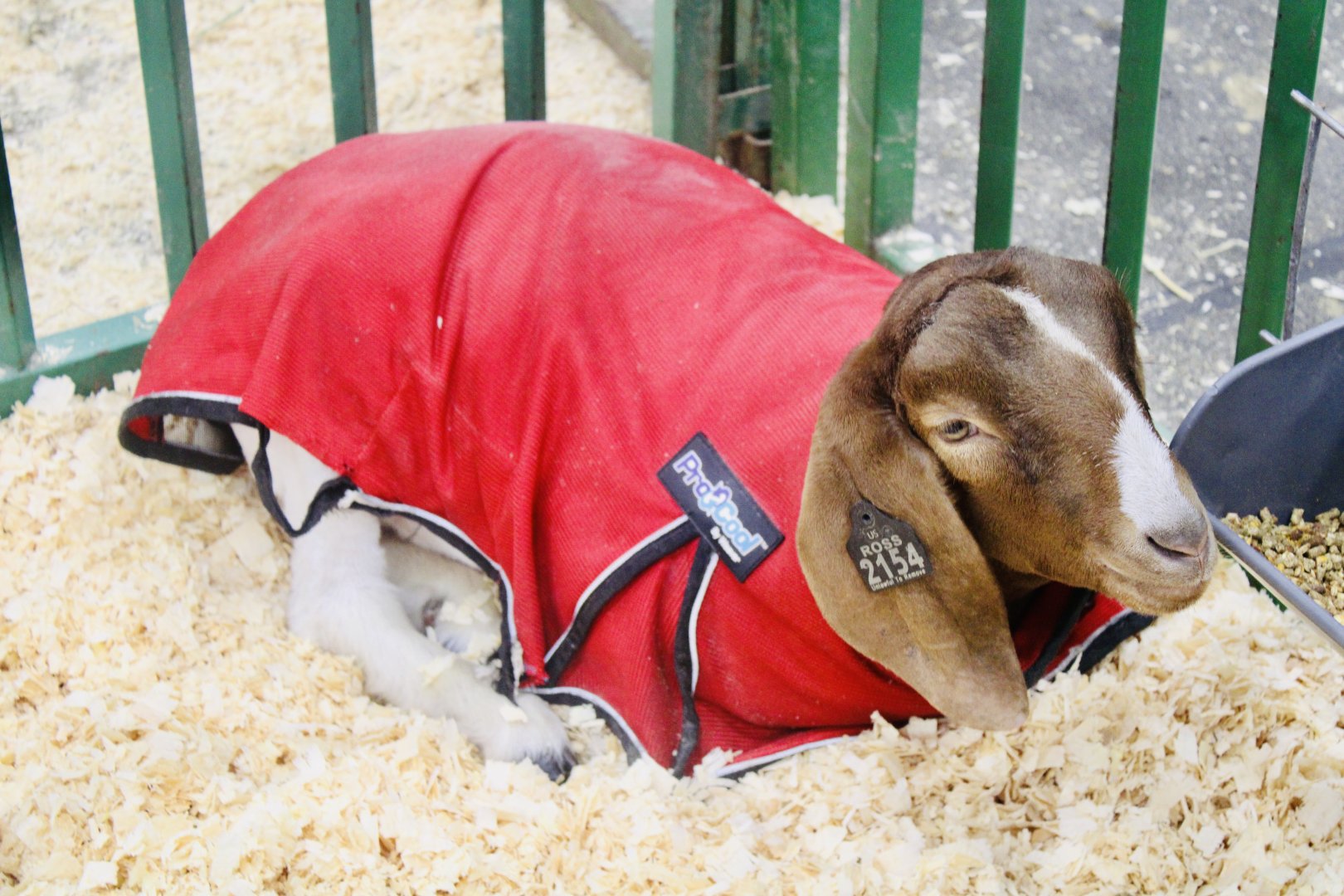 Aug. 2021 - Indiana State Fair - Domestic Goat