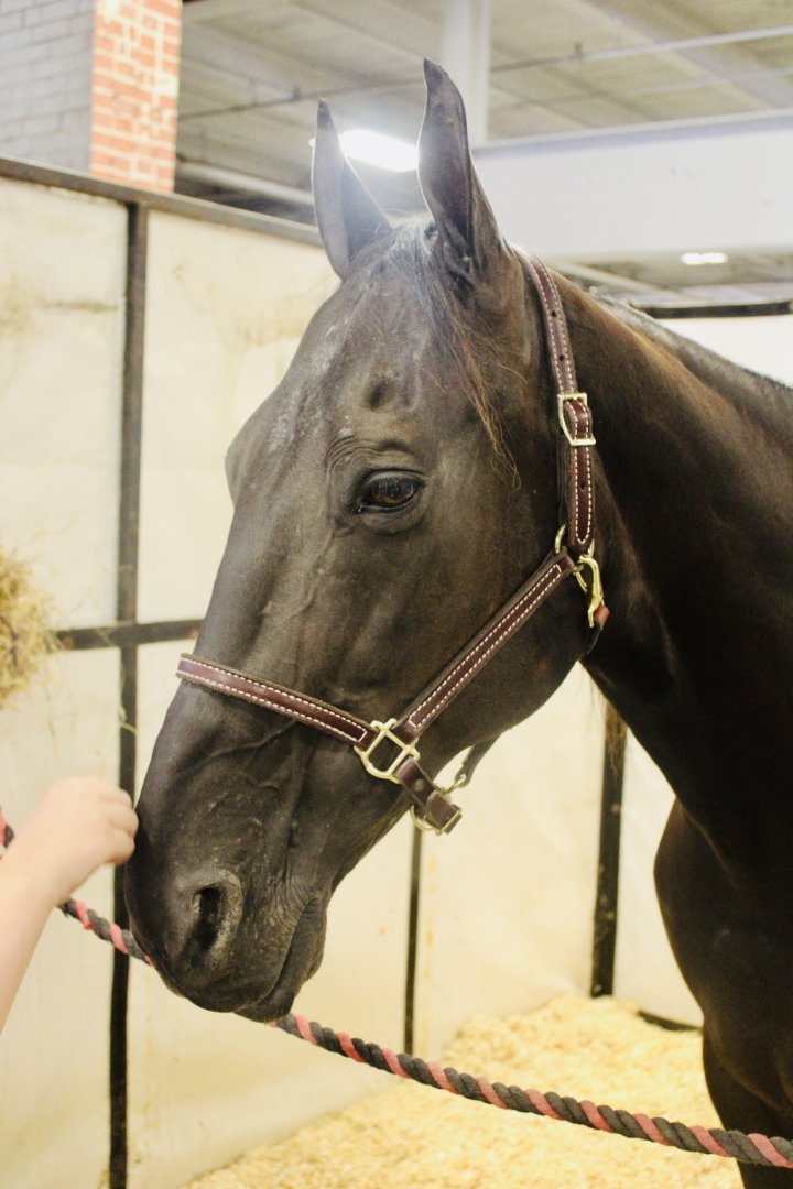 Aug. 2021 - Indiana State Fair - Domestic Horse