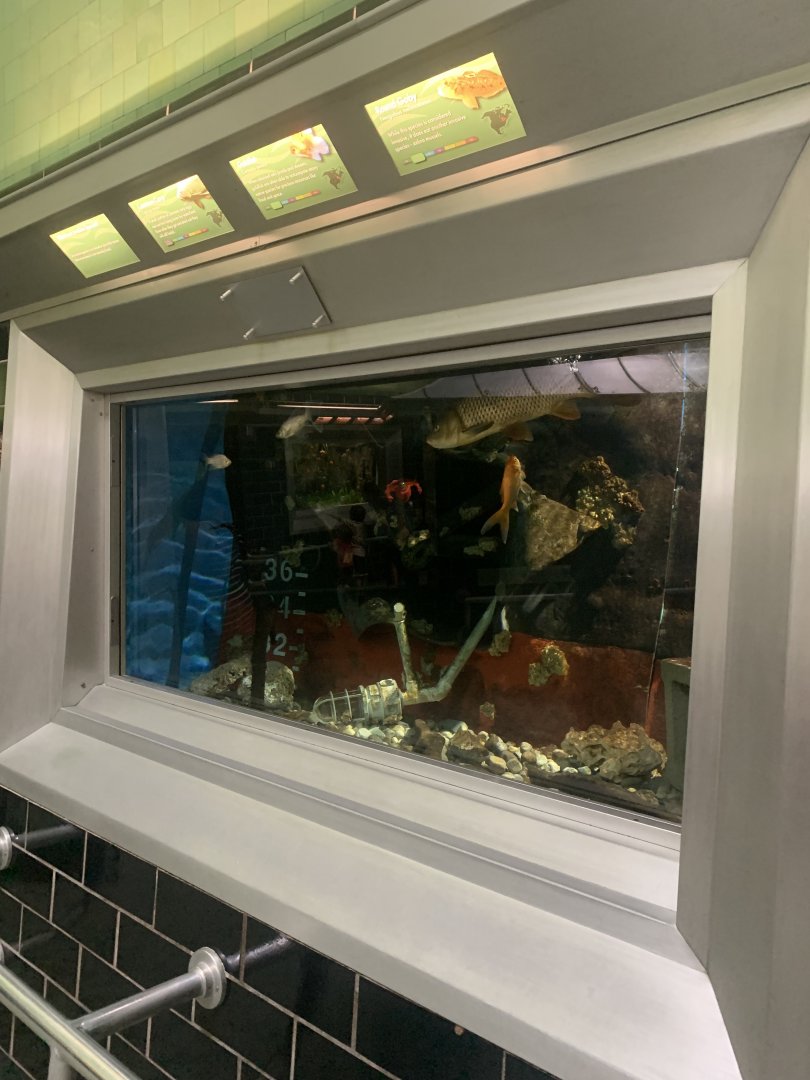 Aug. 2021- Invasive species display