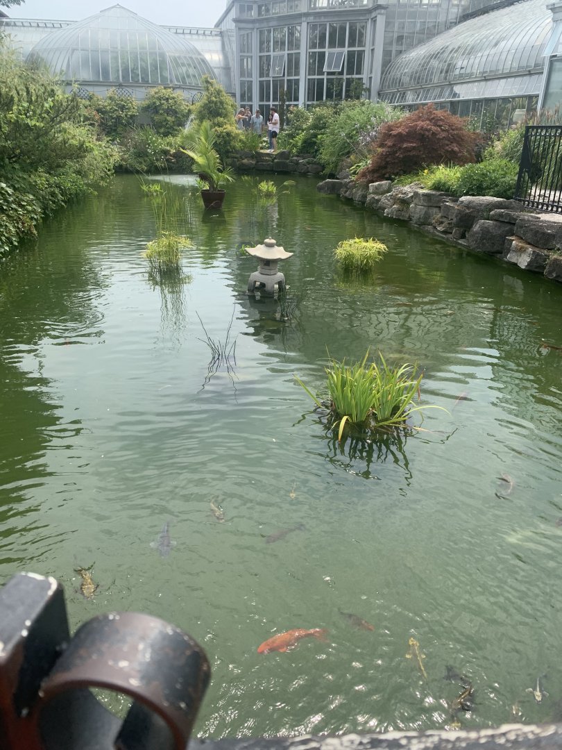 Aug. 2021- Koi pond