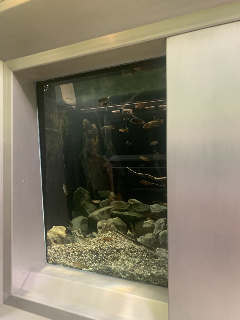 Aug. 2021- Lake Bermin tilapia display