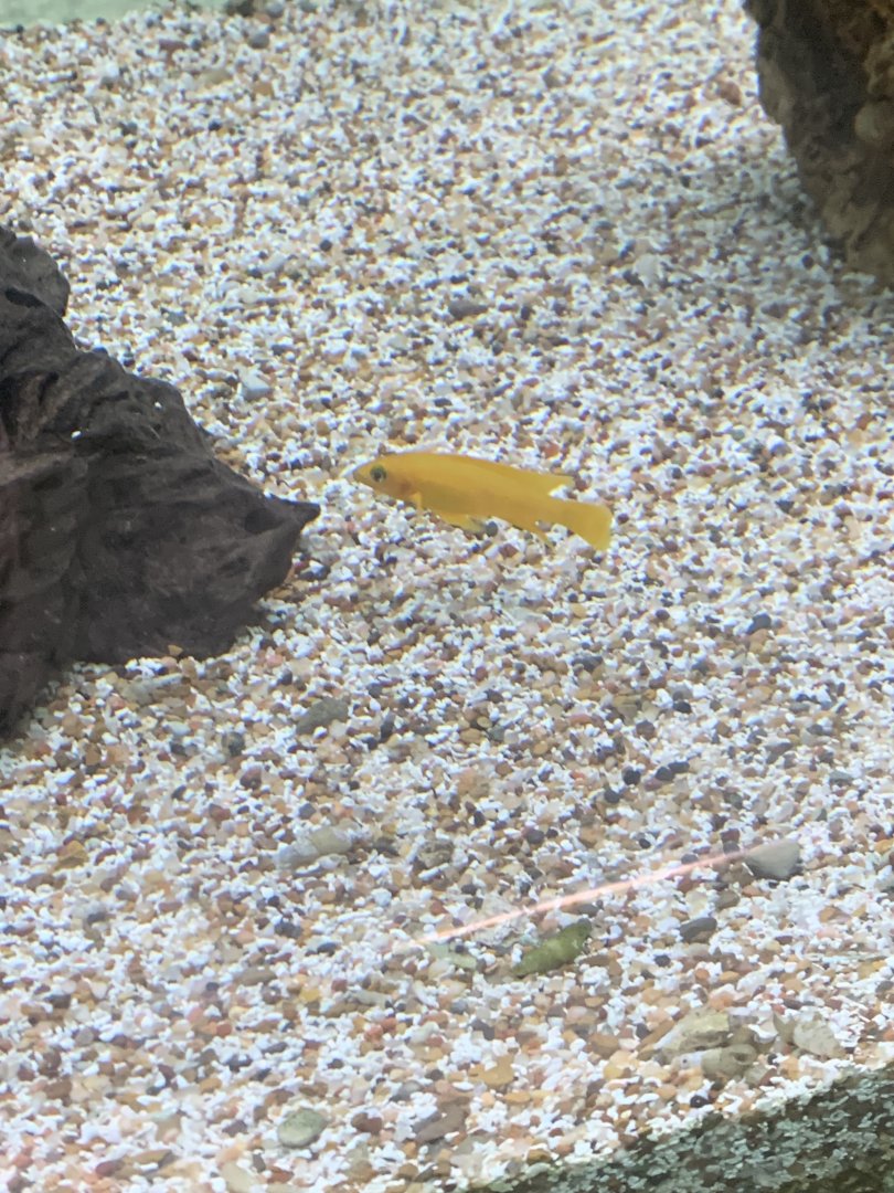 Aug. 2021- Lemon cichlid