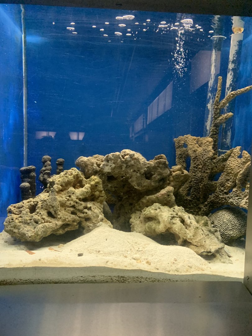 Aug. 2021- Mantis shrimp tank