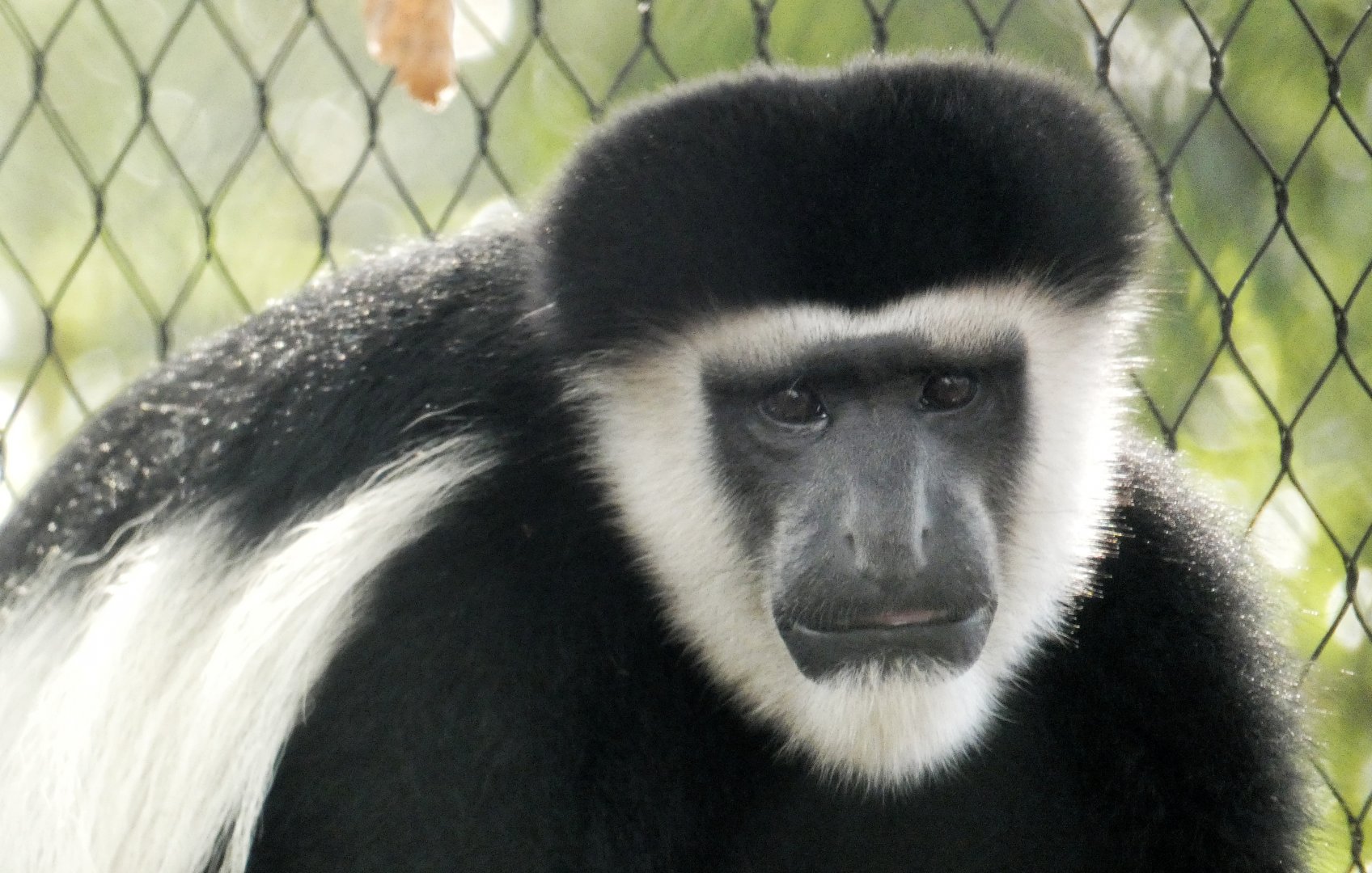 Aug. 2021 - New! Primate Canopy Trails - Colobus