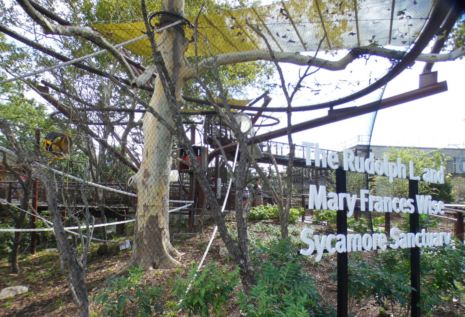 Aug. 2021 - New! Primate Canopy Trails - Sycamore Sanctuary (Swamp Monkey)