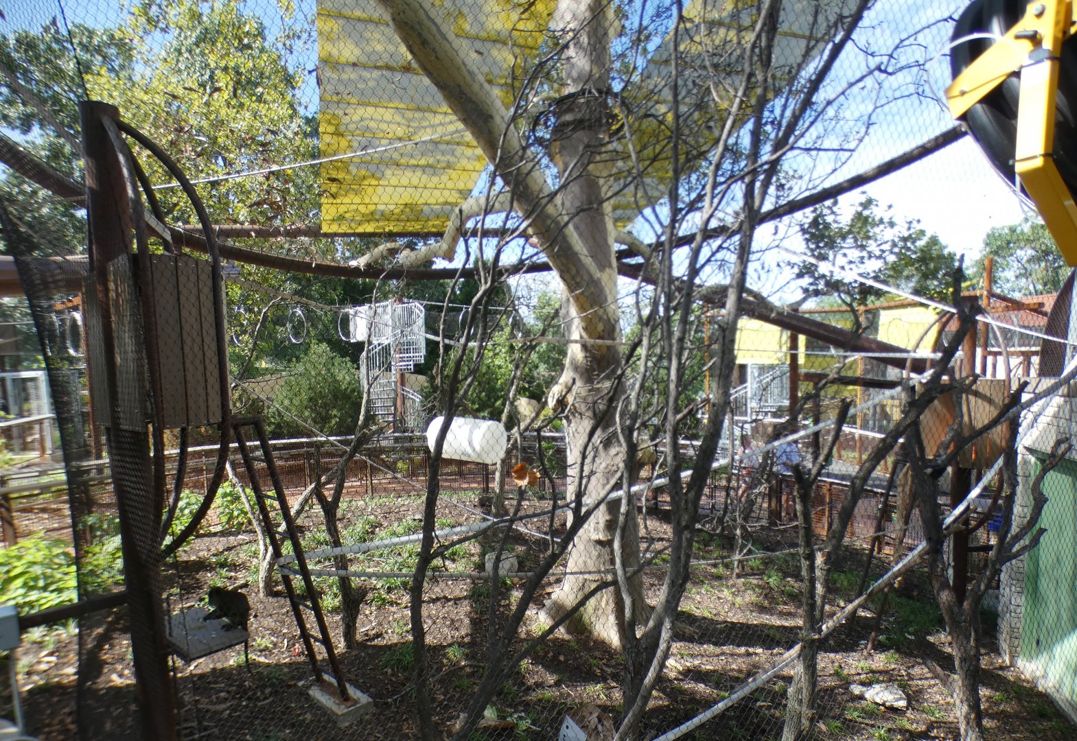 Aug. 2021 - New! Primate Canopy Trails - Sycamore Sanctuary (Swamp Monkey)