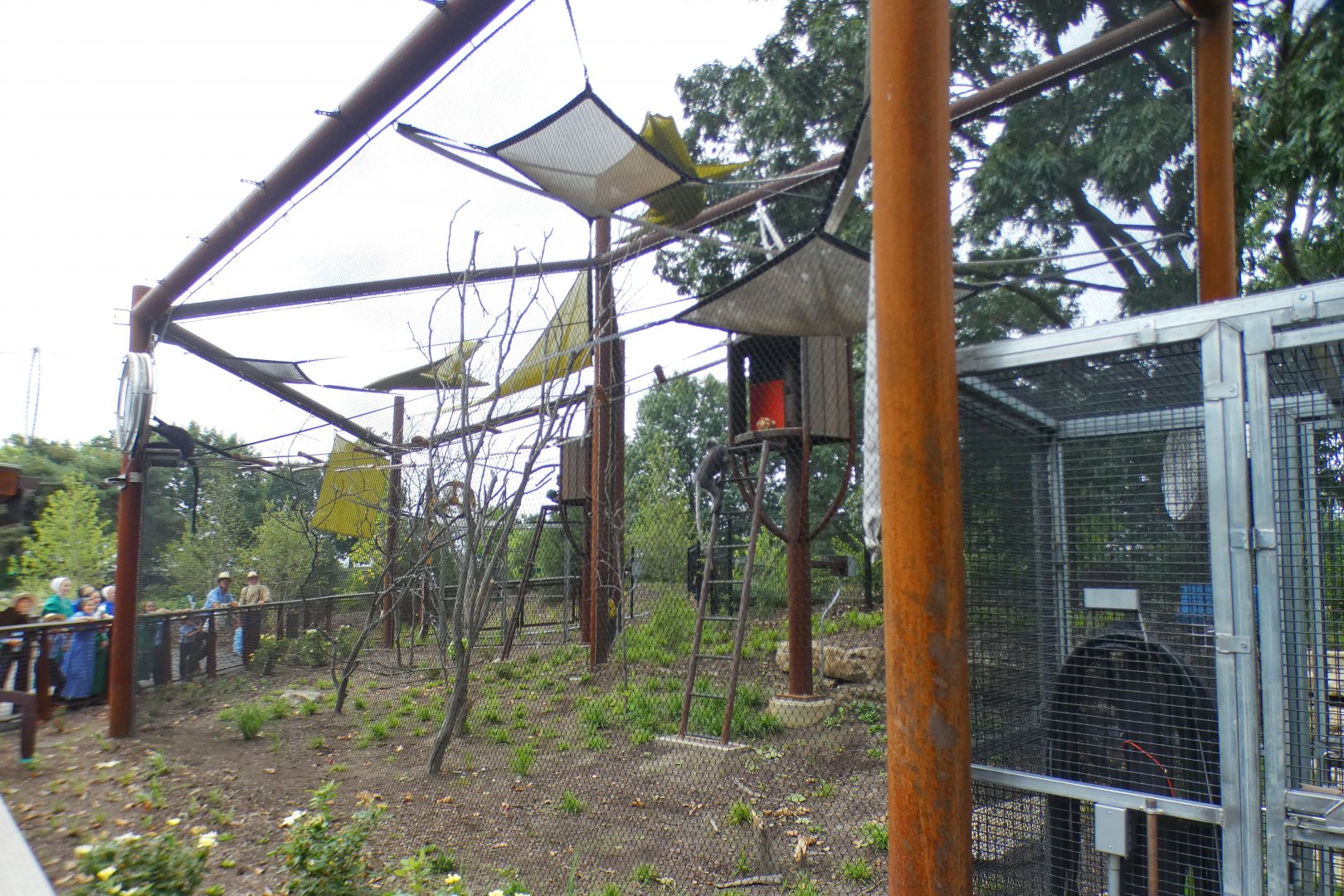 Aug. 2021 - New! Primate Canopy Trails - Third Rotational Exhibit (Langurs)