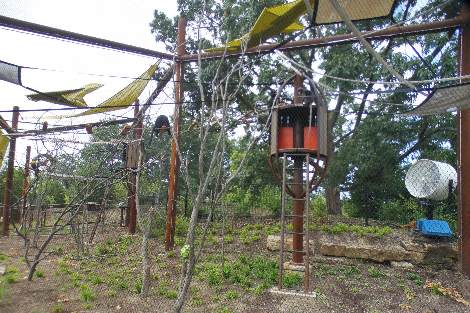 Aug. 2021 - New! Primate Canopy Trails - Third Rotational Exhibit (Langurs)