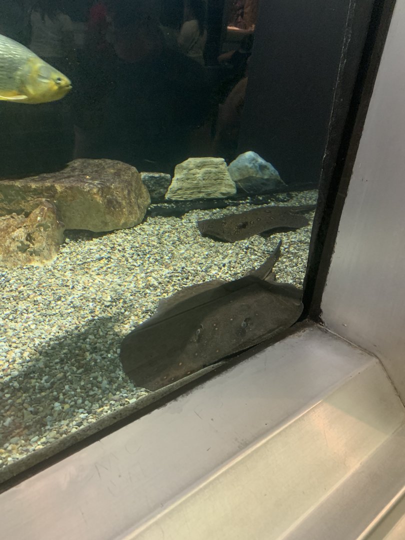 Aug. 2021- Ocellate river stingrays