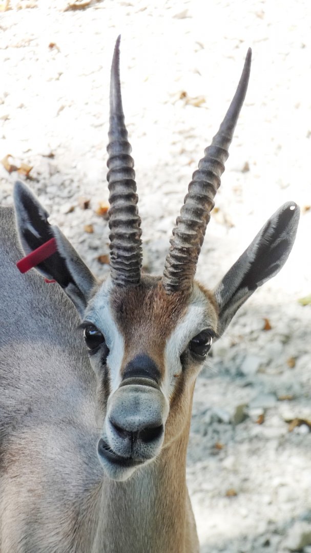 Aug. 2021 - Red Rocks - Speke's Gazelle