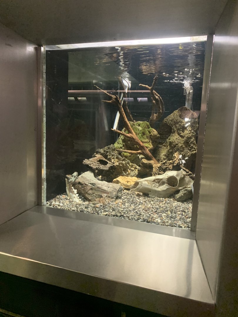Aug. 2021- Soda cichlid tank
