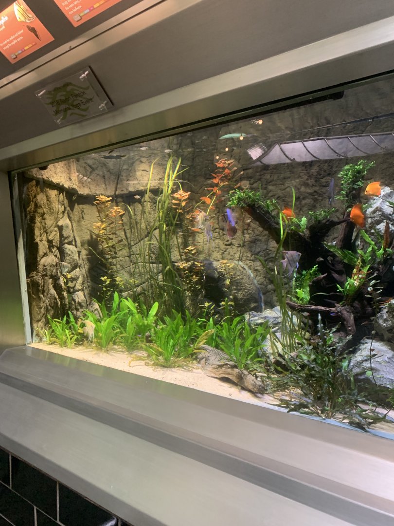 Aug. 2021- South American display tank