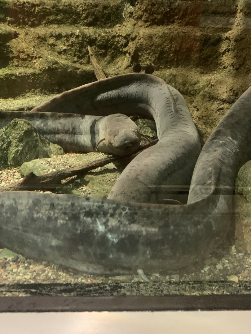 Aug. 2021- South American lungfish