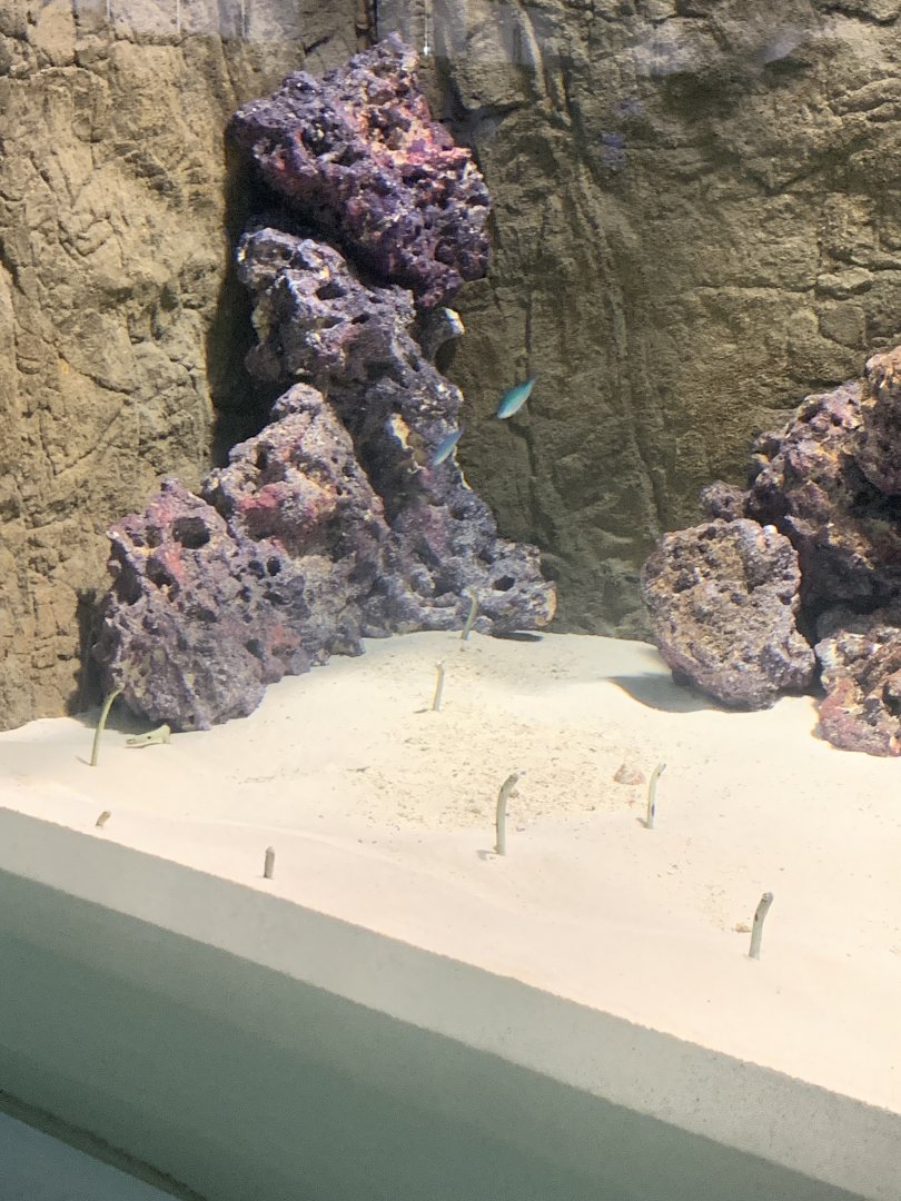 Aug. 2021- Spotted garden eels and Green chromis