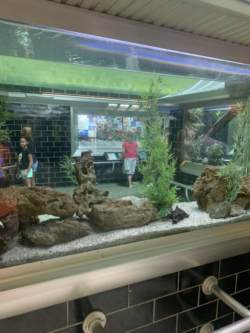 Aug. 2021- Tanganyika cichlid display tank