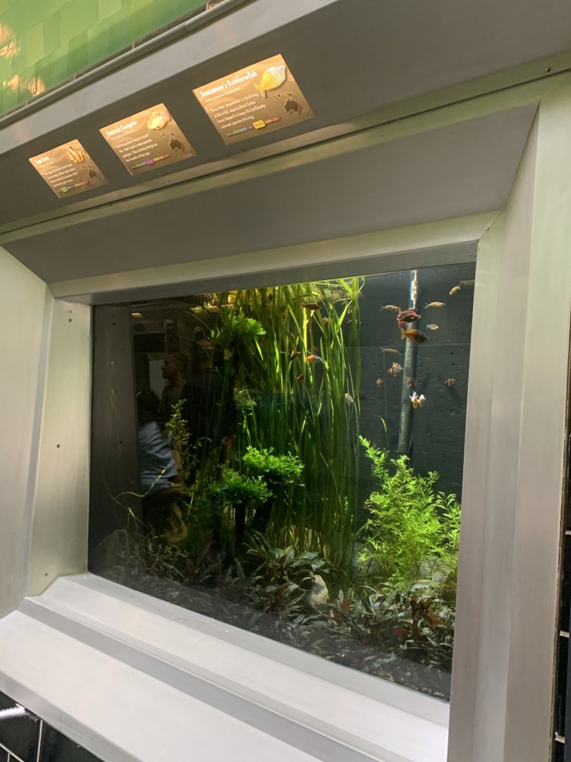 Aug. 2021- Tropical display tank