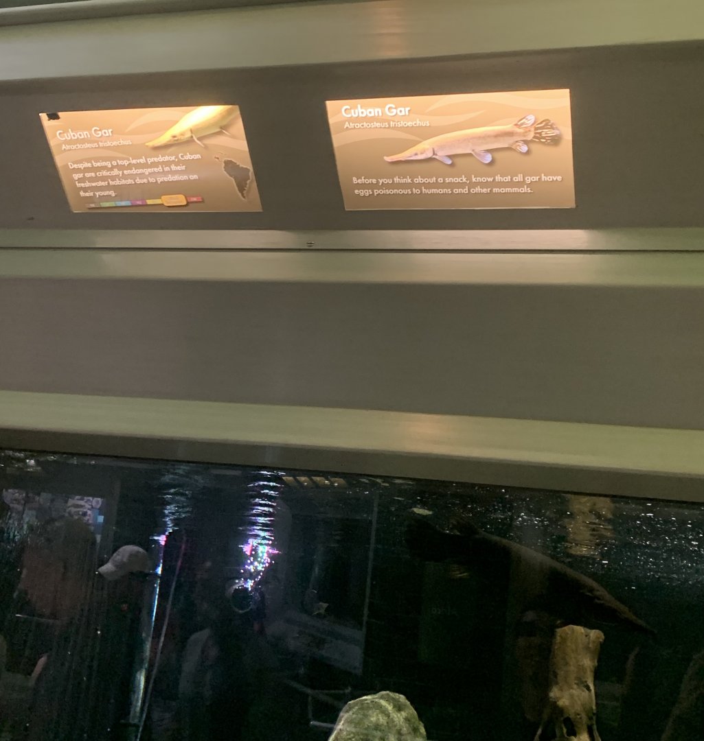 Aug. 2021- Typical signage (and Cuban gar)