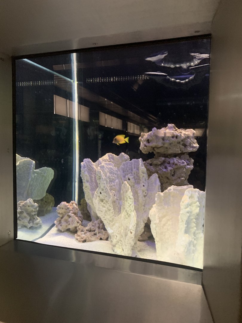 Aug. 2021- Unlabelled Chocolate tang tank