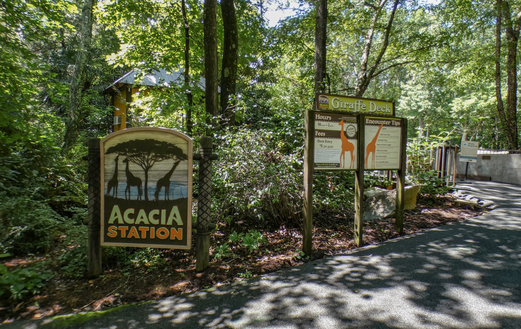 Aug. 2022 - Africa - Acacia Station (Giraffe Feeding)