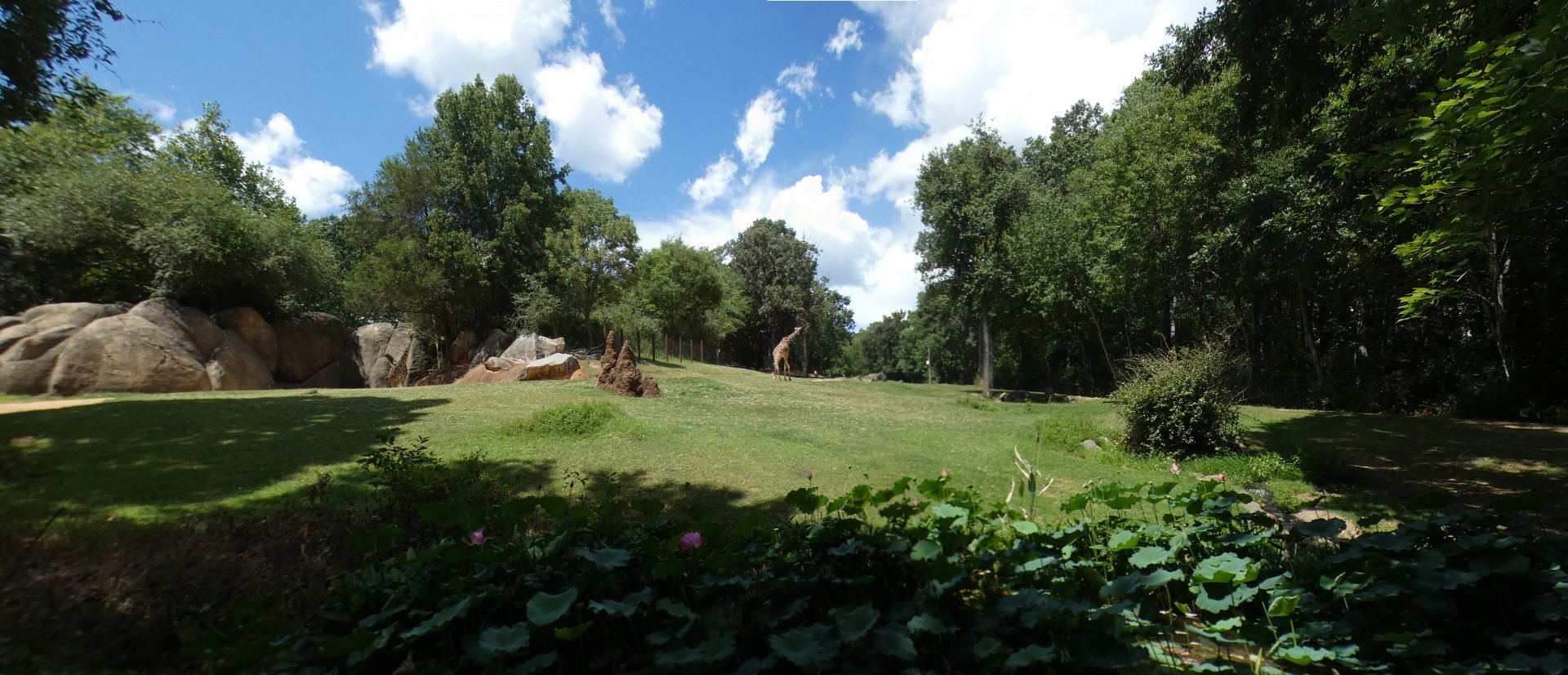 Aug. 2022 - Africa - Forest Edge - Reticulated Giraffe, Grant's Zebra, Ostrich Exhibit Panorama