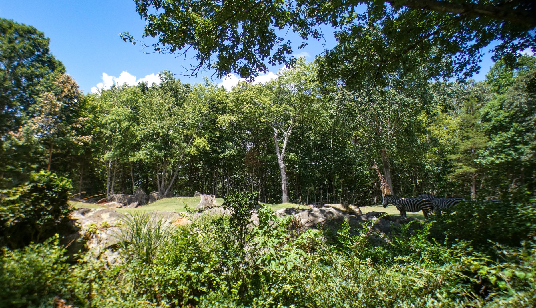 Aug. 2022 - Africa - Forest Edge - Reticulated Giraffe, Grant's Zebra, Ostrich Exhibit